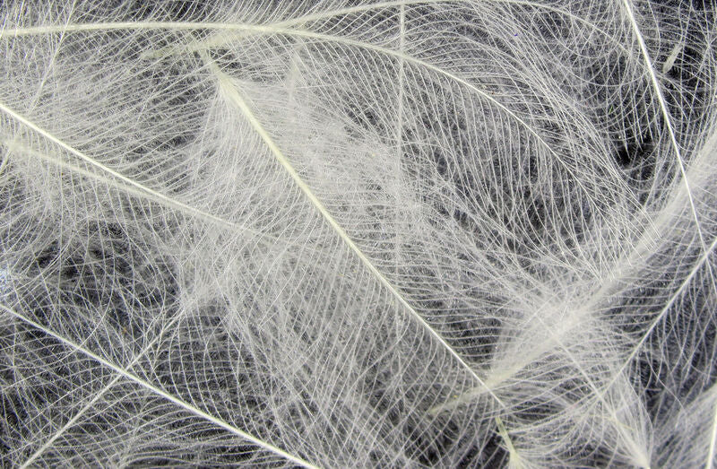 C.D.C. Cul-De-Canard Feathers